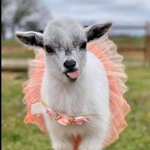 Meet your Posher, Darlene